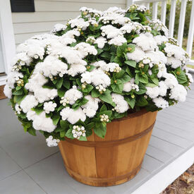 Aloha White, Ageratum